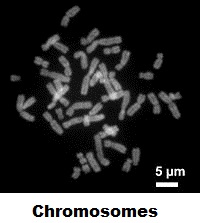 Picture of Chromosomes