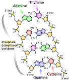 Structure of DNA