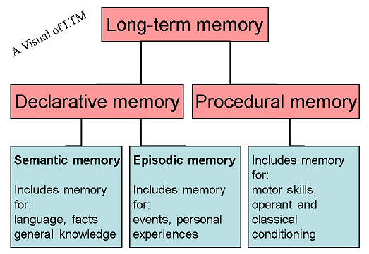 Diagram of long term memory
